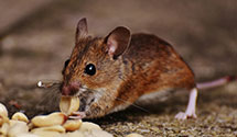 24 Hour & Emergency Exterminators in Little German, PA